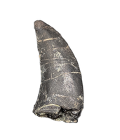 Allosaurus Tooth,  Morrison Formation