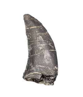 Allosaurus Tooth,  Morrison Formation