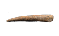 Stegosaur Thagomizer, El Mers III Formation