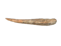 Stegosaur Thagomizer, El Mers III Formation