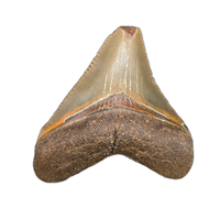 Megalodon Tooth