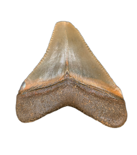 Megalodon Tooth