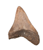 Megalodon Tooth