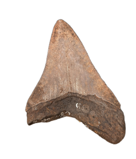 Megalodon Tooth