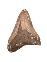 Megalodon Tooth