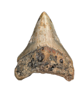 Megalodon Tooth