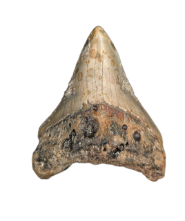 Megalodon Tooth