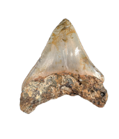 Megalodon Tooth