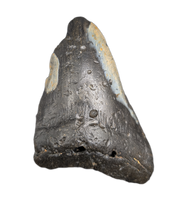 Megalodon Tooth