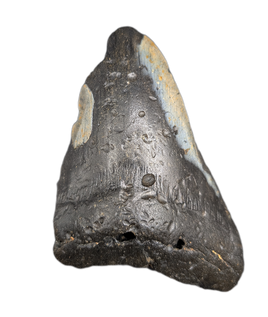 Megalodon Tooth