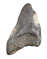 Megalodon Tooth