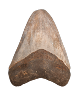 Megalodon Tooth