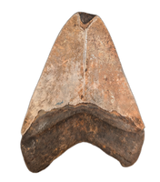 Megalodon Tooth