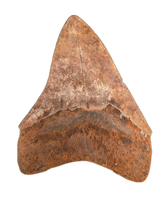 Megalodon Tooth