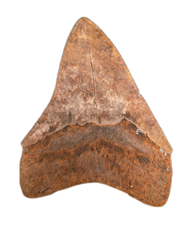 Megalodon Tooth