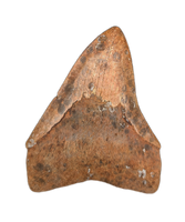 Megalodon Tooth