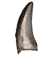 Tyrannosaur Tooth, Judith River Formation