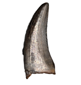 Tyrannosaur Tooth, Judith River Formation