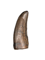 Tyrannosaur Tooth, Judith River Formation