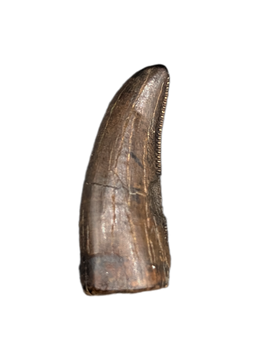 Tyrannosaur Tooth, Judith River Formation