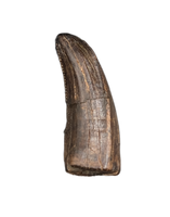 Tyrannosaur Tooth, Judith River Formation