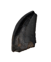 Tyrannosaur Tooth, Judith River Formation