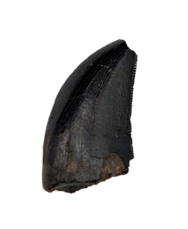 Tyrannosaur Tooth, Judith River Formation