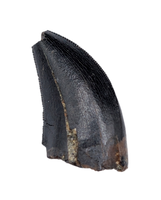 Tyrannosaur Tooth, Judith River Formation