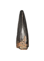 Tyrannosaur Tooth, Judith River Formation