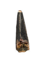 Tyrannosaur Tooth, Judith River Formation