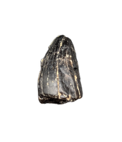 Crocodile Tooth, England, Early Cretaceous