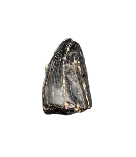 Crocodile Tooth, England, Early Cretaceous