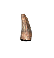 Crocodile Tooth, England, Early Cretaceous