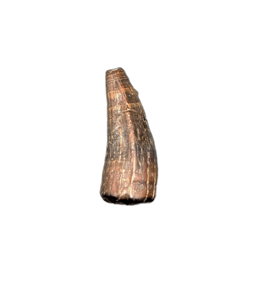 Crocodile Tooth, England, Early Cretaceous