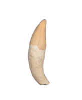 Dolphin Tooth, 15 to 4.5 Million Years Old