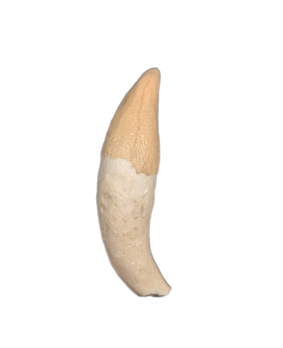 Dolphin Tooth, 15 to 4.5 Million Years Old| The Daily Rex