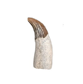 Dolphin Tooth, 15 to 4.5 Million Years Old