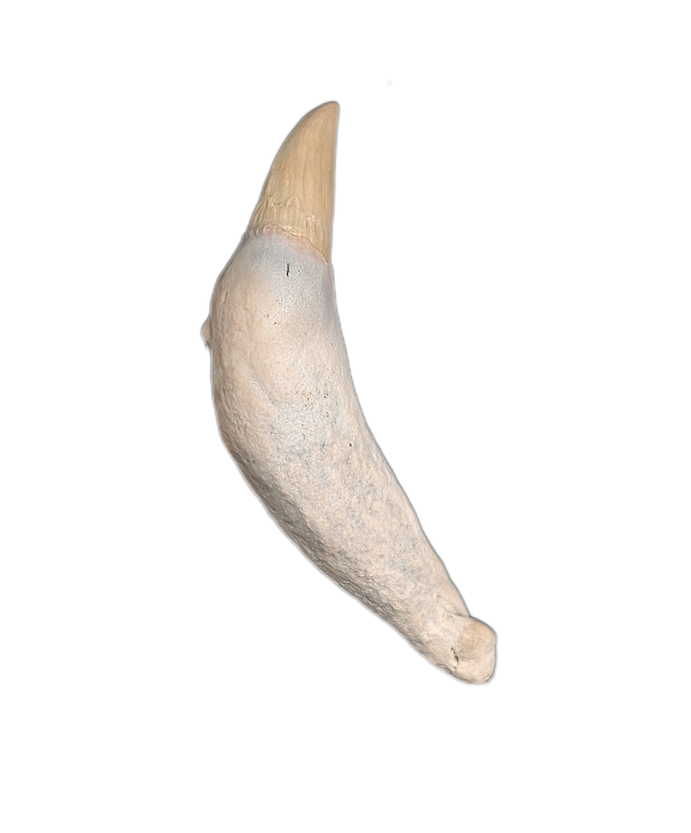 Dolphin Tooth, 15 to 4.5 Million Years Old| The Daily Rex