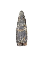 Diplocodid Tooth from the Mid Jurassic, Madagascar