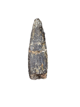 Diplocodid Tooth from the Mid Jurassic, Madagascar
