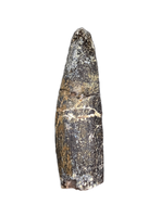 Diplocodid Tooth from the Mid Jurassic, Madagascar