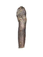 Rooted Archaeodontosaurus Tooth from the Mid Jurassic, Madagascar