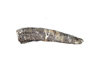 Diplocodid Tooth from the Mid Jurassic, Madagascar