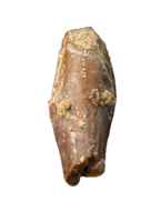 Levnesovia Tooth, Early Hadrosaur, Bissekty Formation, Uzbekistan