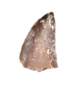 Theropod (Timurlengia?) Tooth, Bissekty Formation