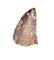 Theropod (Timurlengia?) Tooth, Bissekty Formation