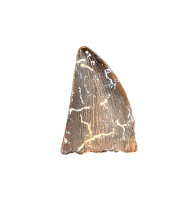 Theropod (Timurlengia?) Tooth, Bissekty Formation