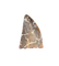 Theropod (Timurlengia?) Tooth, Bissekty Formation