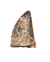 Theropod (Timurlengia?) Tooth, Bissekty Formation