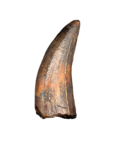 Timurlengia or Giant Raptor Tooth, Bissekty Formation, Uzbekistan